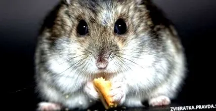 interzise pentru hamsteri