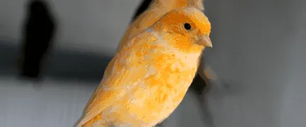 perioadă