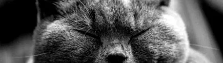 animal avea nevoie