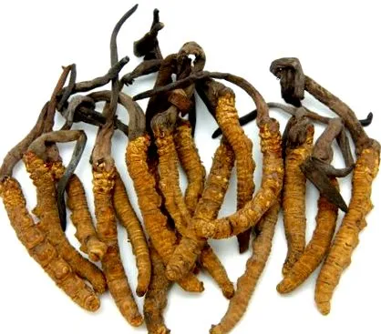 cordyceps egészségügyi
