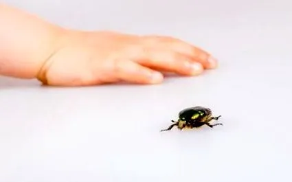 tipol insecte