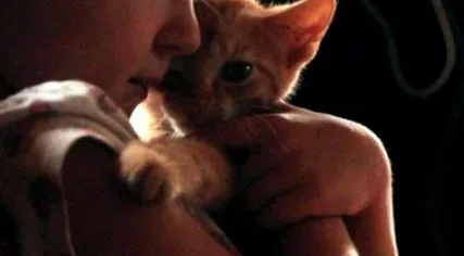 moare ghidul