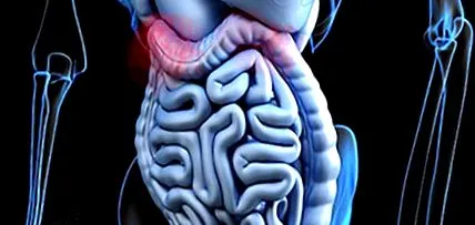 digestive digestive