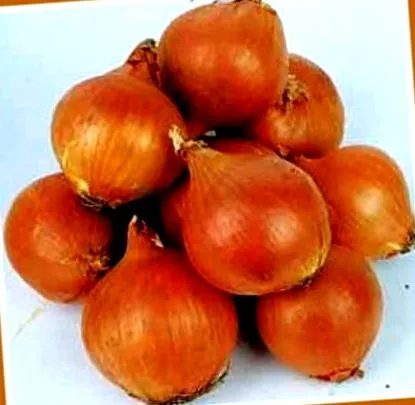 olšavská градина