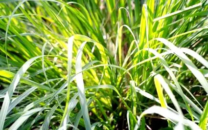 această plantă iarbă lămâie