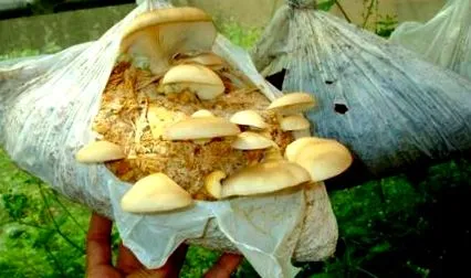 pregătire