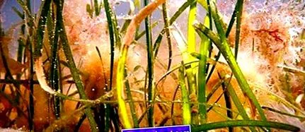 horticultura