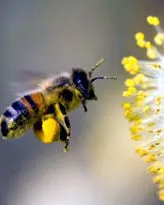 alergie imuno-allergo