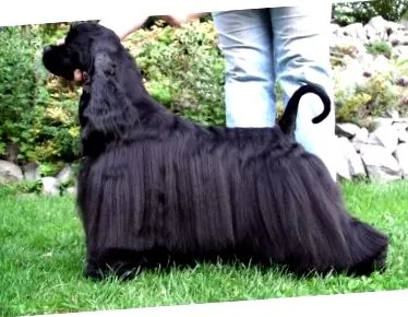 Cocker Spaniel