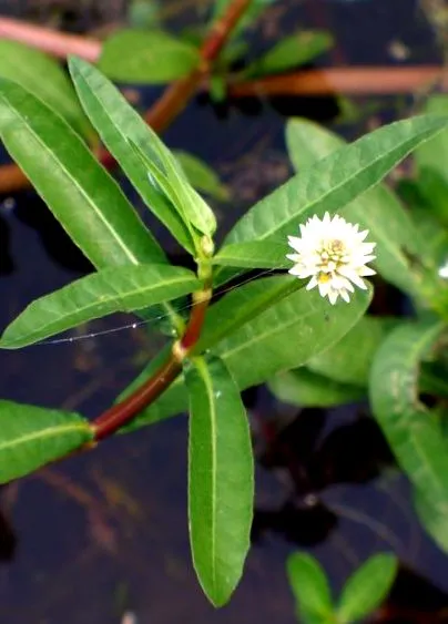 alternanthera alternanthera