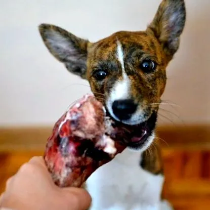 puppy