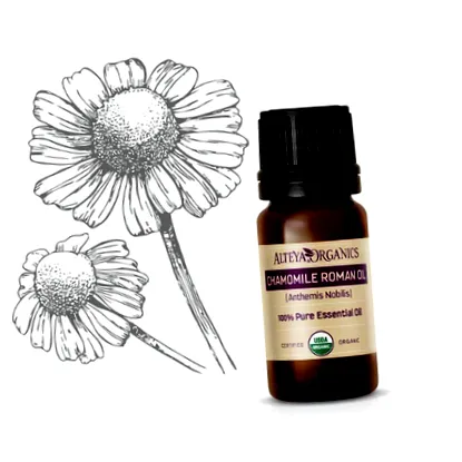 roman chamomile