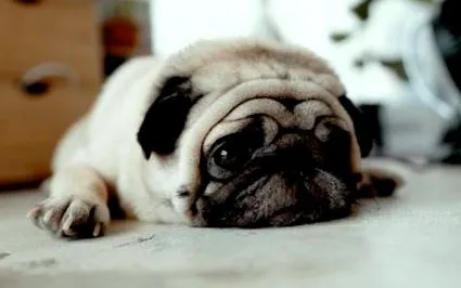 mopsz során