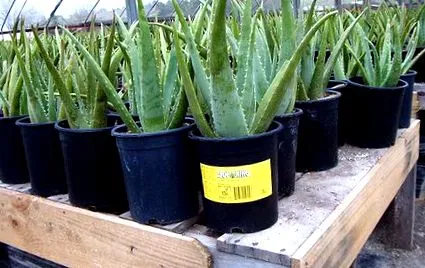 medicinale aloe