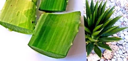 aloe vera