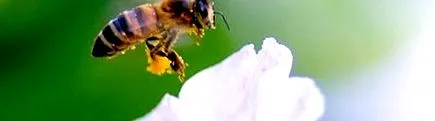 insecte insecte