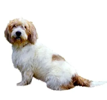 purina
