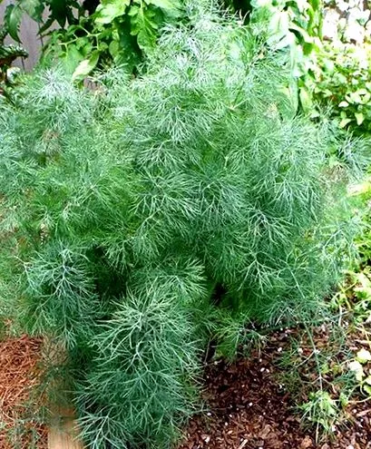 emberi