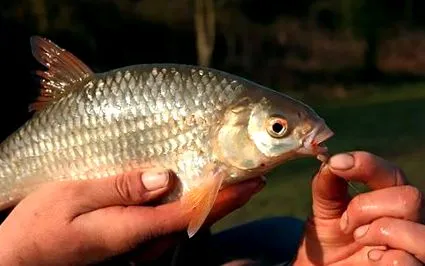 како блогот