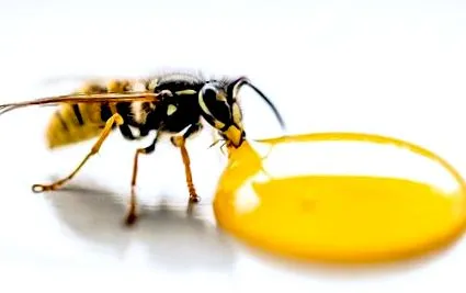 manuka