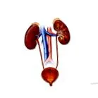 urinar rinichilor