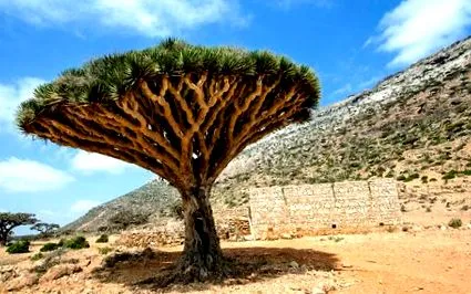 croton dračia