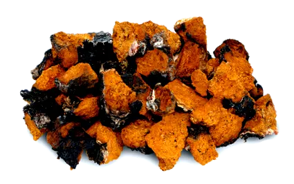 chaga