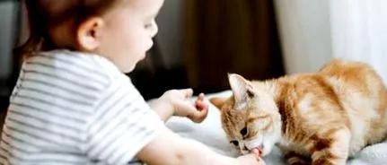 companie animal