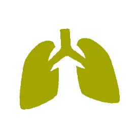 sistemul respirator