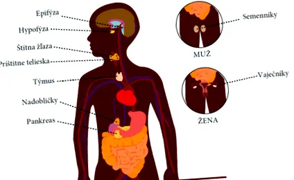 sistem Sistemul endocrin