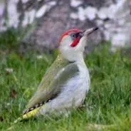 birdz