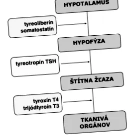 glandei tiroide glandei tiroide