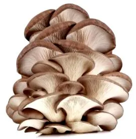 pleurotus
