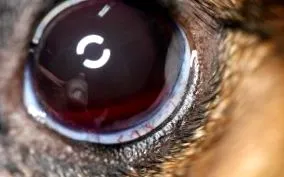 camera anterioară