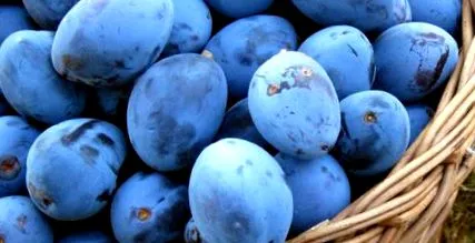 prune fructe