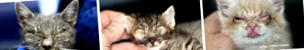 котки вирус