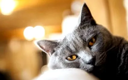 chartreux