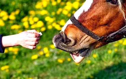 companie animale