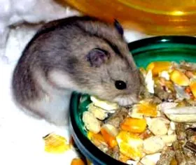 džungarský alimente