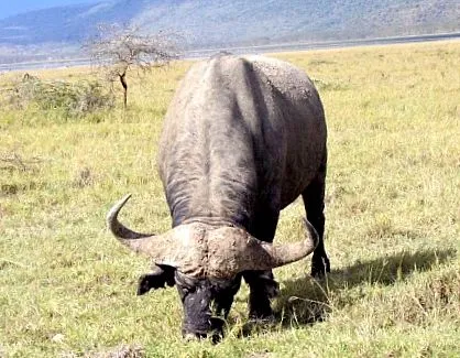 parcurile nairobi