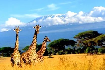kenya hotelului