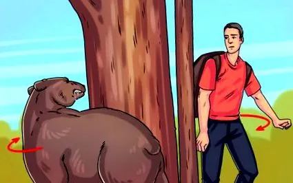 мечка мечка