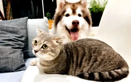котки