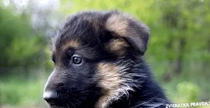 кученце