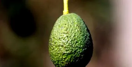 fructe uscate
