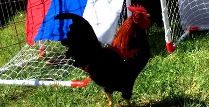 cock doua