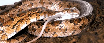 șerpilor