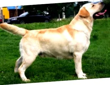 este câine retriever