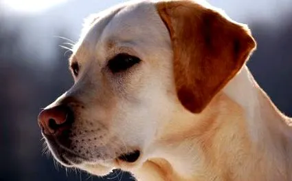 labrador retriever