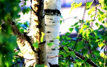 birch articole